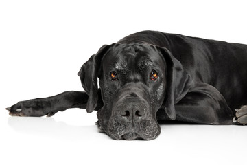 Great Dane lying down