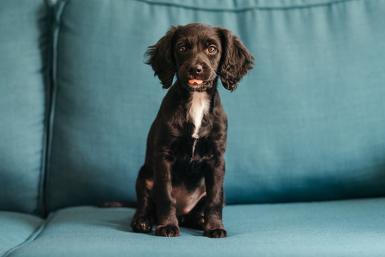 Cute puppy sticks her tongue out at the camera
