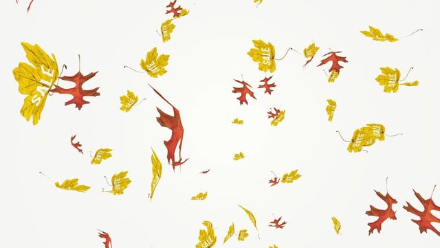 Flying colorful red oak and yellow maple leaves with sale writing. Autumn, fall business concept. Isolated elements on white background. Slow motion, close-up HD realistic 3D animation.