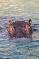 Fototapeta premium hippopotame