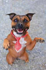 Staffordshire bull terrier cute