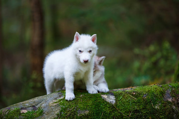 Naklejka na ściany i meble White husky puppies