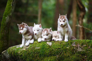 Troop of husky puppies