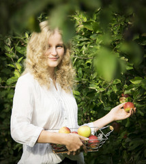 Young girl collects apples in the garden. Harvesting