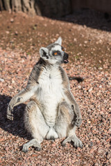 Lémurien
