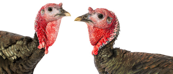 turkey (Meleagris gallopavo f. domestica) isolated on a white © Vera Kuttelvaserova