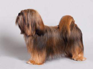 Lhasa Apso dog