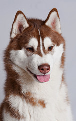 ALASKAN MALAMUTE dog