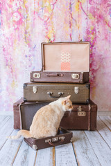 cat with blue eyes sits near vintage suitcases