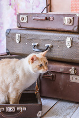 cat with blue eyes sits near vintage suitcases