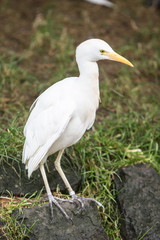 Aigrette