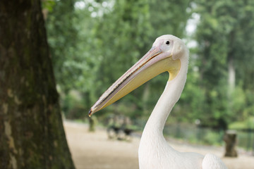 Pelican