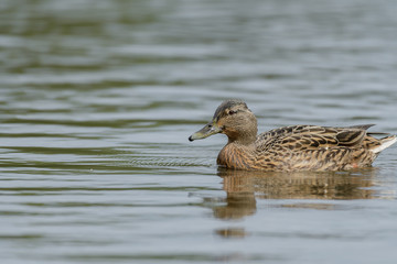 Mallard on the water