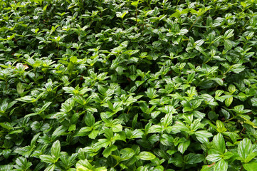 Obraz premium Lush green foliage.