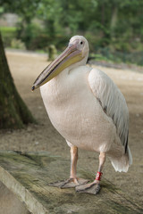 Pelican