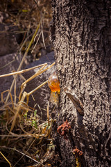 sunlight through a drop of resin on a tree