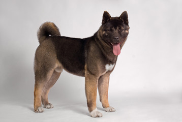 american akita dog