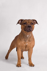 STAFFORDSHIRE BULL TERRIER dog