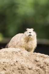 Chien de prairie