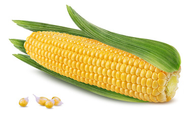 Fresh corn with leafs isolated on white background