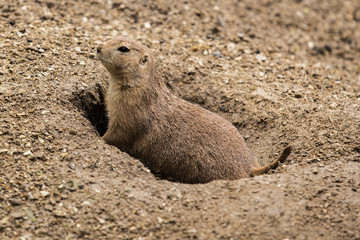Chien de prairie