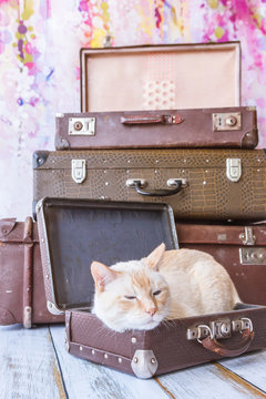 Thai cat with blue eyes sits near vintage suitcases pyramid close-up