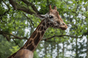 girafe