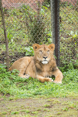 Lion
