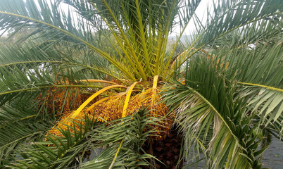 Date Palm / Phoenix Dactylifera with fruits