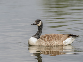 Obraz premium Canadian Gose
