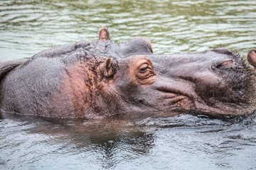 Fototapeta premium hippopotame