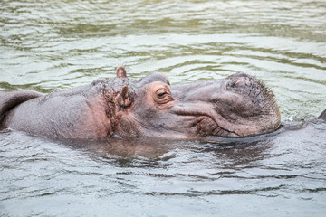 Fototapeta premium hippopotame
