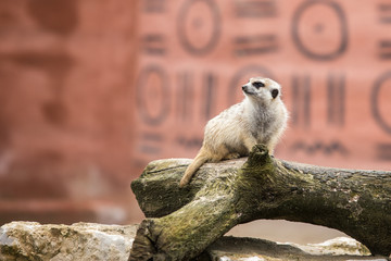 Suricate