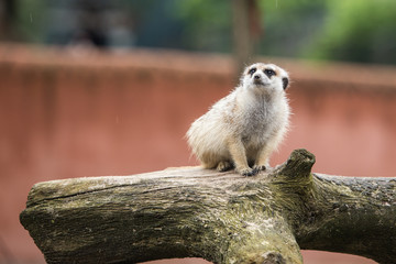 Suricate