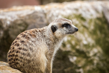 Suricate