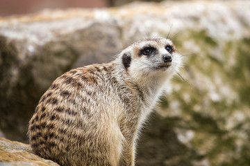 Fototapeta premium Suricate