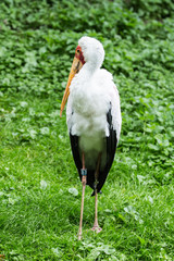 Cigogne