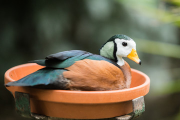 Oiseau