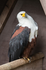 Rapace
