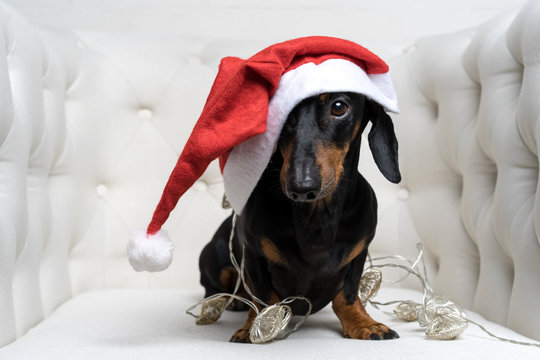Adorable  dog (puppy) dachshund, black and tan, wearing Santa hat and wrapped in a New Year's garland, ready for Christmas, sits in a white armchair.