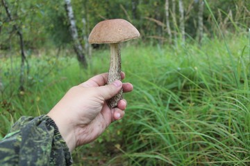 Edible mushrooms (birch bolete) in the human hand on a background of green bushes.