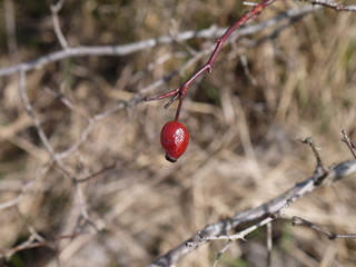 Red fruit on twig in early spring