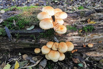 A group of orange mushrooms growing on an old fallen tree trunk.