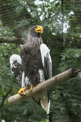Rapace