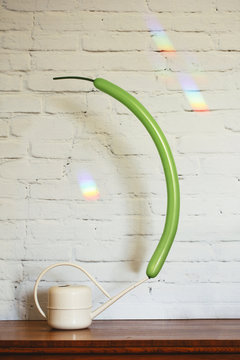 Conceptual decor: pretending that a long green balloon is a succulent plant