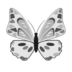 Black and white butterfly on a white background