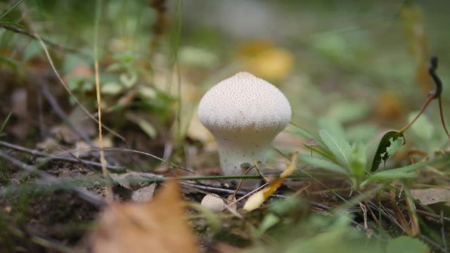 Puffball mushroom in the autumn forest