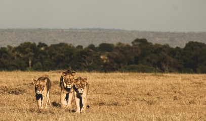 Band of Lions