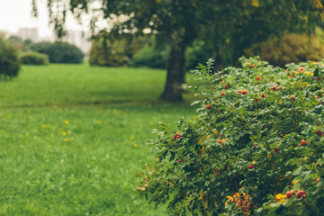 rose hips in the park in autumn