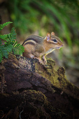 Chipmunk